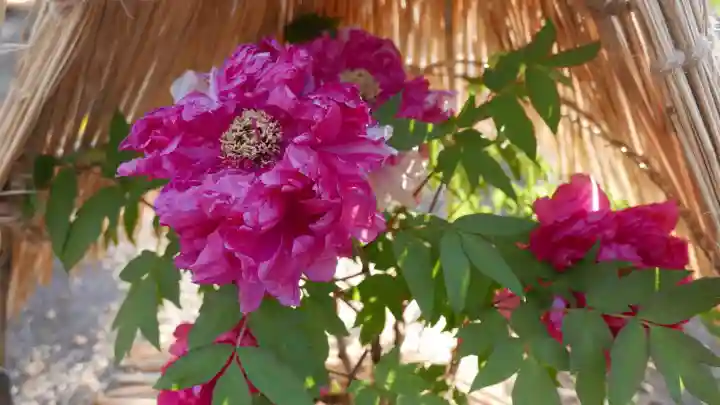上野東照宮の{uncategorized: "未分類", other: "その他", undefined: "問題あり", building: "その他建物", grave: "お墓", sacred_gate: "鳥居", guardian: "狛犬", statue: "像", buddha: "仏像", history: "歴史", nature: "自然", garden: "庭園", animal: "動物", pagoda: "塔", temizu: "手水舎", mountain_gate: "山門・神門", sanctuary: "本殿・本堂", subordinate: "末社・摂社", art: "芸術", scenery: "景色", jizo: "地蔵", ema: "絵馬", goshuin: "御朱印", omikuji: "おみくじ", items: "授与品その他", amulet: "お守り", goshuincho: "御朱印帳", eats: "食事", festival: "お祭り", votive_dance: "神楽", shichigosan: "七五三参", wedding: "結婚式", experience: "体験その他", initially: "初詣", around: "周辺", anti_infection: "感染症対策"}