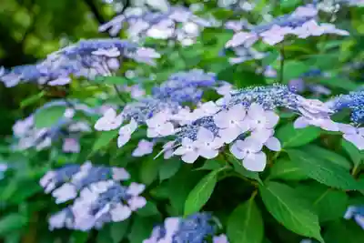 東大寺別院阿弥陀寺(山口県)