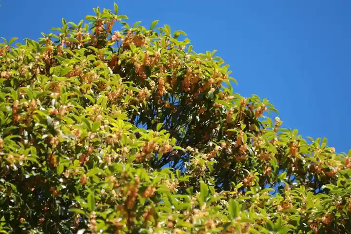 鹿島大神宮の自然
