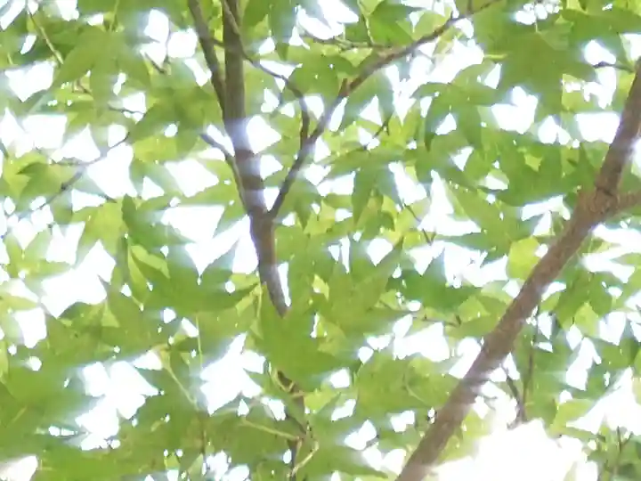 賀茂別雷神社(上賀茂神社)(京都府)