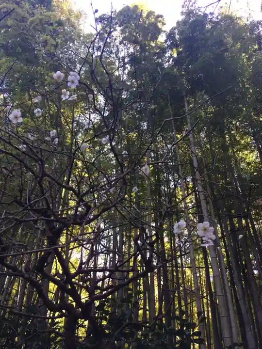 報国寺(神奈川県)