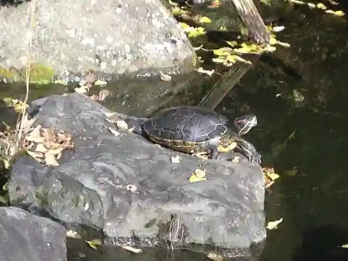 船橋不動尊　寳性寺の動物