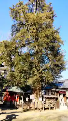 白岡八幡神社(埼玉県)