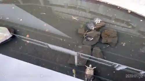 成田山川越別院の手水舎