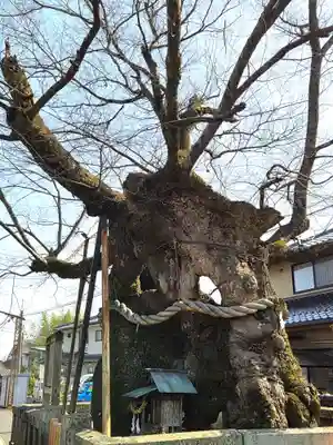 中山神社の自然