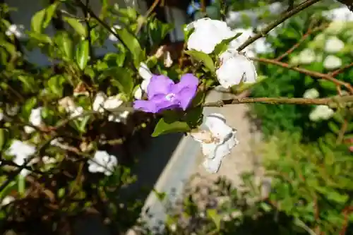 當麻寺中之坊の庭園