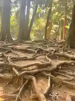 鞍馬寺奥の院 魔王殿の自然