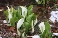 鹿島大神宮の自然