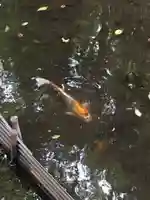 出雲大社相模分祠の動物