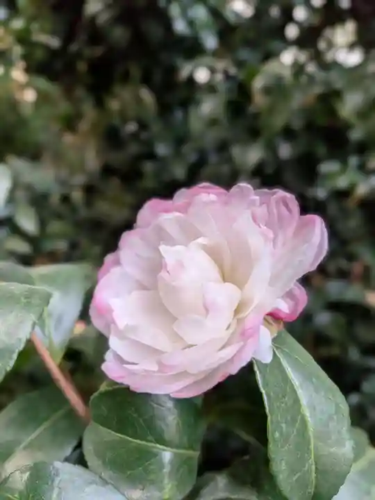 阿佐ヶ谷神明宮(東京都)