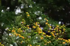 阿久津「田村神社」（郡山市阿久津町）旧社名：伊豆箱根三嶋三社の自然