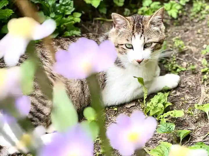 修那羅山安宮神社の動物