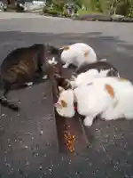 御誕生寺(猫寺)(福井県)