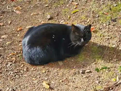 唐澤山神社の動物