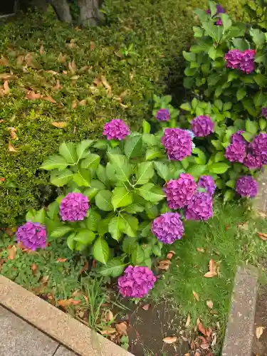 桜神宮(東京都)