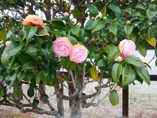 月夜見宮（豊受大神宮別宮）(三重県)