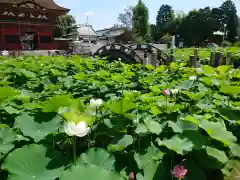 伊賀八幡宮の自然