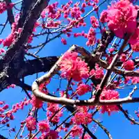 埼玉厄除け開運大師・龍泉寺(切り絵御朱印発祥の寺)の自然