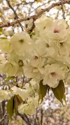 圓光寺(京都府)