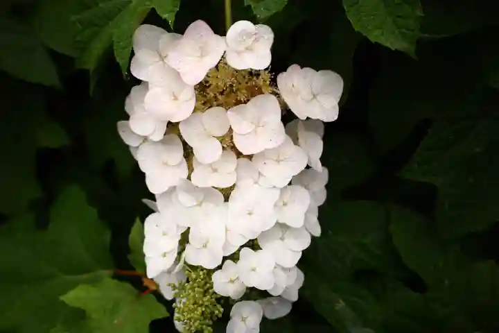 白山神社の自然