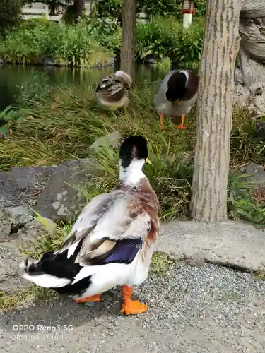 富士山本宮浅間大社の動物