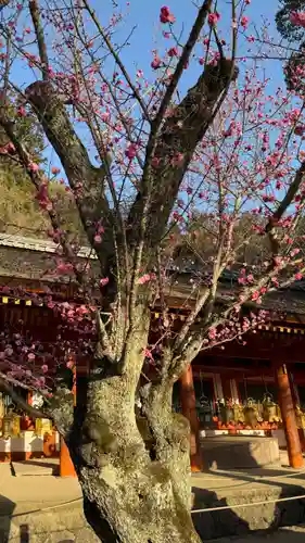 春日大社(奈良県)