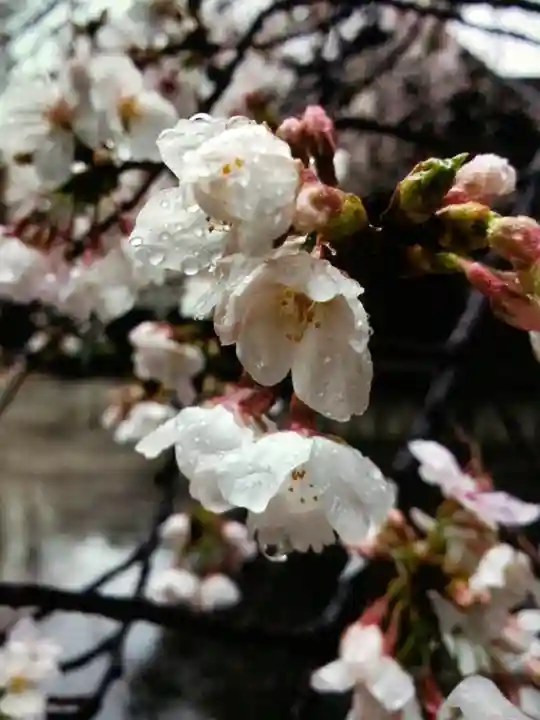 熊野神社(東京都)