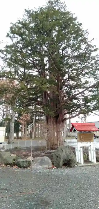 豊栄神社の自然