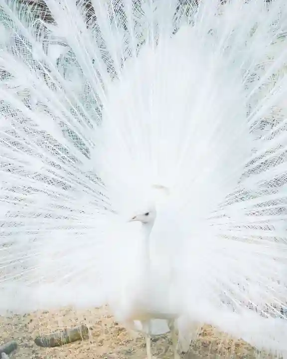 進雄神社(群馬県)