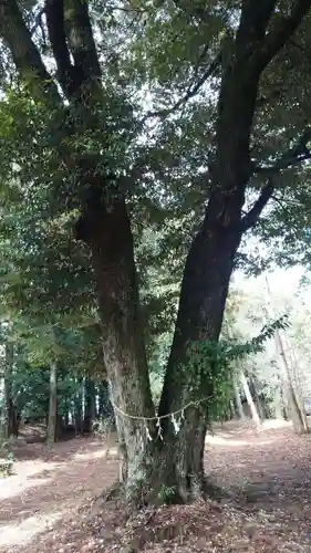 近津神社(栃木県)