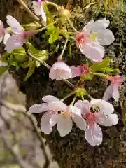 勝持寺（花の寺）の自然