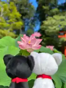 丹生都比売神社(和歌山県)(2023年08月01日(火) 11時24分04秒投稿)