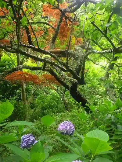 瑞泉寺の自然