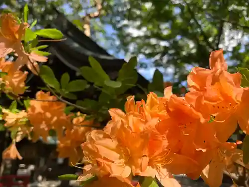 琴似神社(北海道)