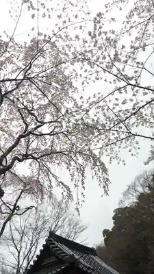 勝持寺（花の寺）(京都府)