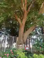 女郎濱稲荷(千葉県)