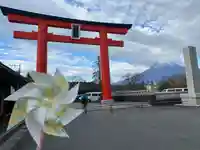 富士山本宮浅間大社の鳥居