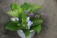 熊野福藏神社の手水舎