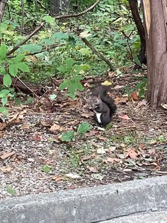 上川神社の動物