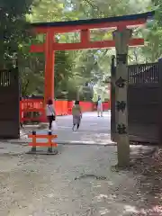 河合神社（鴨川合坐小社宅神社）の鳥居