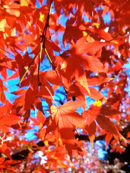 福蔵院(東京都)