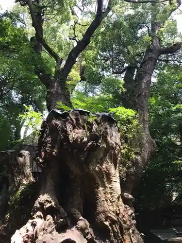 來宮神社(静岡県)