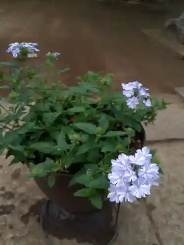 伏木香取神社の自然