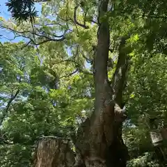 來宮神社(静岡県)