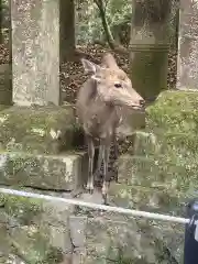 春日大社の動物