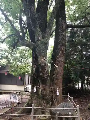 山名神社の自然