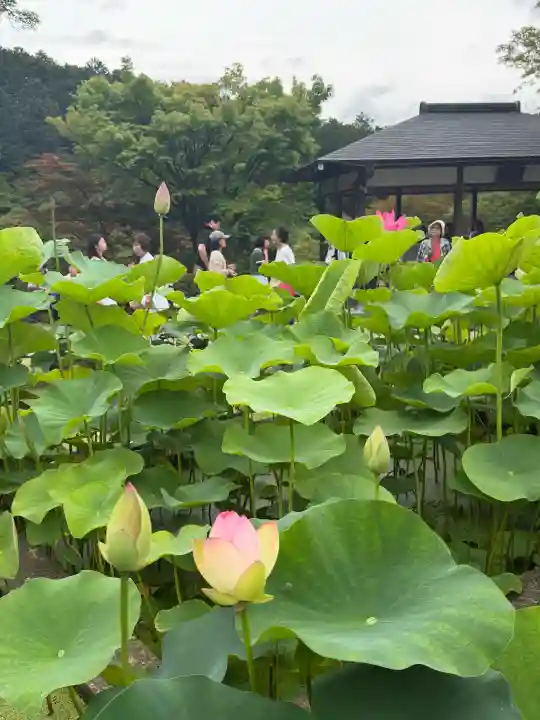 三室戸寺(京都府)