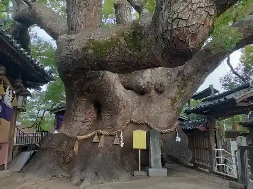 三島神社の自然
