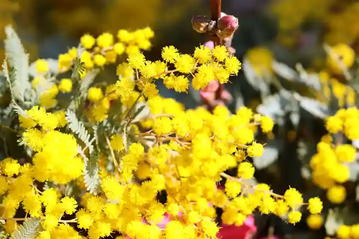 三津厳島神社の自然