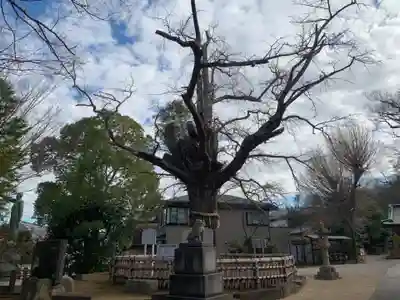 八坂神社の自然